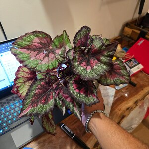The 6 Inch Pot - Raspberry Beret, Begonia Rex, Painted-leaf Winter ...