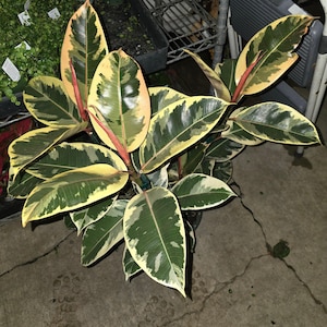 The 8" Pot - XL Size Ficus Elastica "Tineke" Variegated Rubber Tree - Get One Similar To Picture