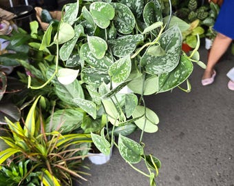 The 6 inch Pot - Silver Splash Pothos - Live Scindapsus Pictus Exotica, Silver Satin - Hanging Plant - Air Purifier - Get one like the pictu