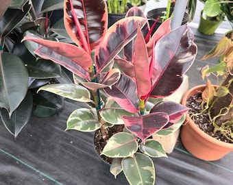 The 8&quot; Pot - 2.5Ft Tall XL Size Ficus Elastica &quot;Ruby&quot; Variegated Rubber Tree - Get One Similar To Picture