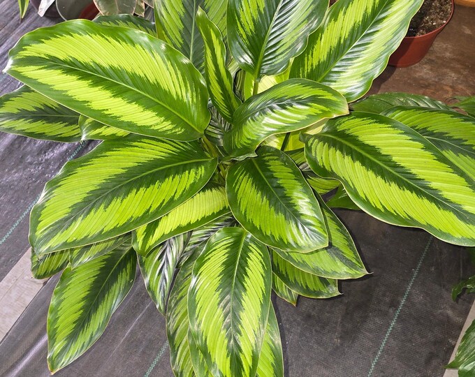 The 6 inch Pot - Calathea Beauty Star Air Purifier Beautiful green plant - get similar to picture