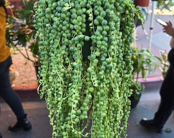 The 6 Inch Pot- String Of Pearls - Succulent Hanging Plant Good Quality, 6-10&quot; Length Usa, Similar To Picture