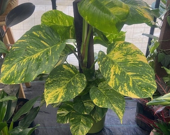 The 10 Inch Pot - 3.5 Ft Tall With Pole Giant Hawaiian Pothos Plant, Get Them Just Like The Picture! , In Usa