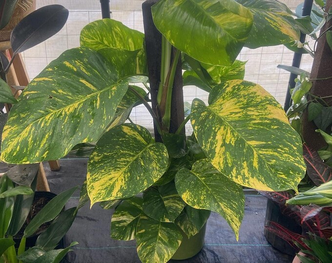 The 10 Inch Pot - 3.5 Ft Tall With Pole Giant Hawaiian Pothos Plant, Get Them Just Like The Picture! , In Usa