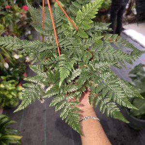 The 6 Inch Pot - Davallia Fejeensis 'major' Fern Hanging Pot - Get Similar  to the Picture - Etsy