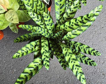 The 6 Inch Pot - XL Big Live Plant Sword Live Calathea Lancifolia,Rattlesnake, Prayer Plant, Rattle Snake - Get Similar As Picture!