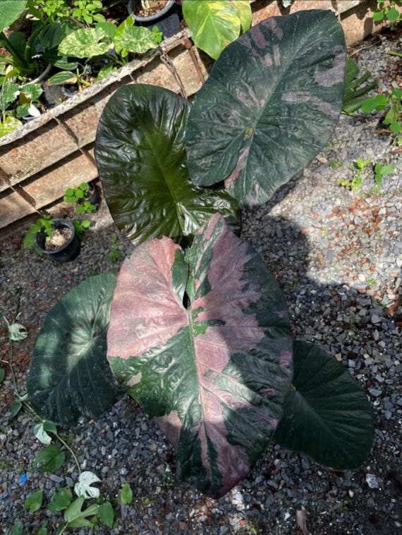 Alocasia 'serendipity' XL Variegated Rare Plant, Get Similar to