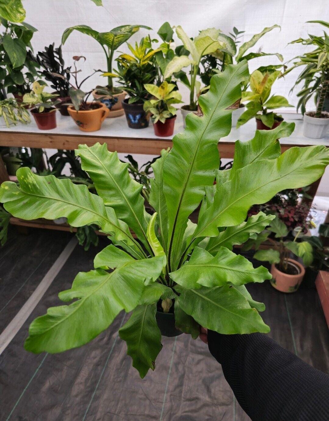 The 6 Inch Pot - Asplenium Nidus (bird Nest Fern)- Big Ferm House Plant or  Outdoor -#009 - Etsy