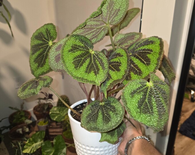 The 6 inch pot, + ceramic pot - Begonia Masoniana Exotic Rare Plant indoor Elegant - Get Similar