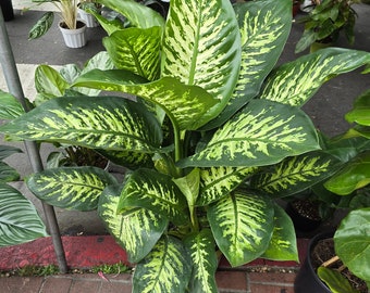 10" Pot- Giant XL 3.5-4 ft. tall Dieffenbachia Dumb Cane Indoor Plant Air Purifier Beautiful decor - Get similar to the picfure