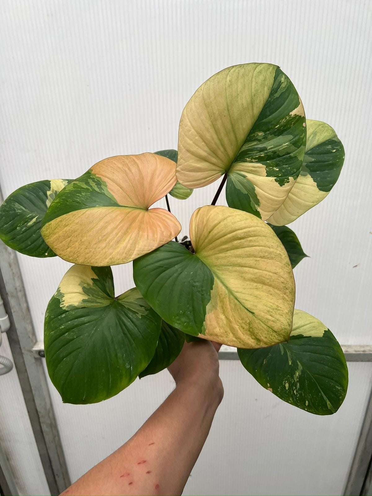 8月中セール★ 斑入り ホマロメナ homalomena rubescens Homalomena Rubescens - Etsy