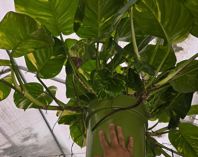 The 10 Inch Pot - 2.5 Ft Tall Giant Hawaiian Pothos Plant, Get Them Just Like The Picture!, In Usa.