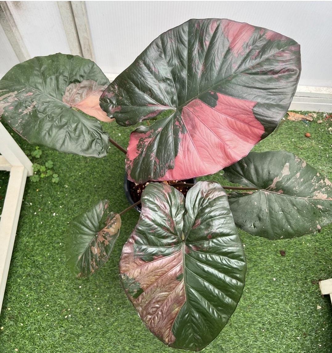 Alocasia 'serendipity' XL Variegated Rare Plant, Get Similar