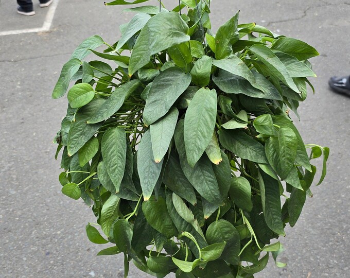 The 6 Inch Pot XL Cebu Blue Pothos (Epipremnum Pinnatum) - Big Like The Picture! Easy Care, Low Light , Get Similar To Picture