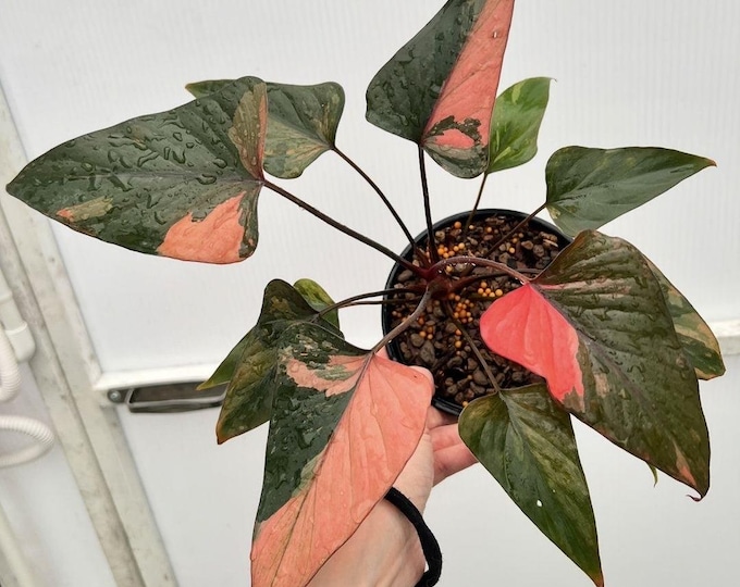 The (Ug-37)Root In Moss 5+ Leaves, Full Plant - 'Homalomena Pink Diamond' Variegated Rare Plant- Get Similar To The Picture