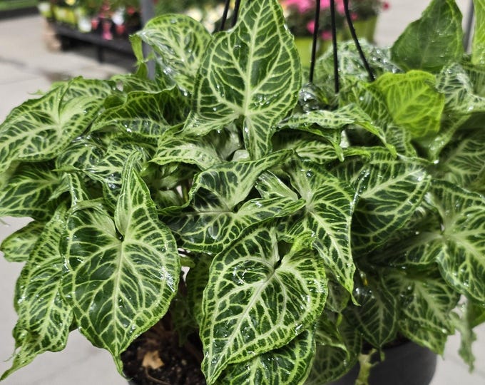 The 6 inch Pot - Syngonium Batik Variegata, Syngonium glo go Live Rare Houseplants Very Elegant indoor Plant - Get similar to the picture