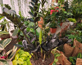 The 6 Inch Pot - Black Zz Plant Indoor Plant- Get One Like The Picture