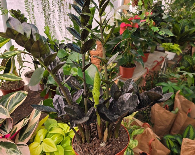 The 6 Inch Pot - Black Zz Plant Indoor Plant- Get One Like The Picture