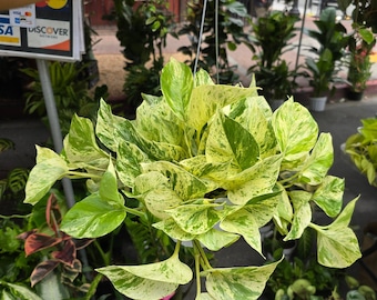 The 6 inch Pot - Live snow Queen Pothos, Variegated Plant, Office Gift, Gardener Gift, Plant Lover Gift, Live Decoration - Get similar as pi