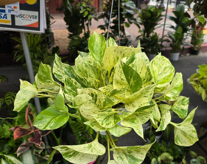 The 6 inch Pot - Live snow Queen Pothos, Variegated Plant, Office Gift, Gardener Gift, Plant Lover Gift, Live Decoration - Get similar as pi