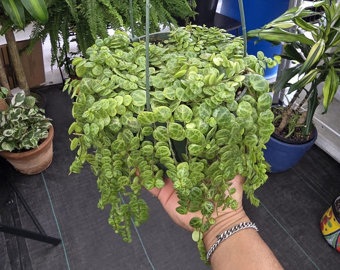 The 6 inch Pot - String of turtles Succulent, beautiful hanging plant indoor and outdoor - Get similar to picture