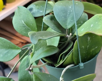 The 6 inch Pot- Hoya Abovada Easy Care low water - Get similar to picture