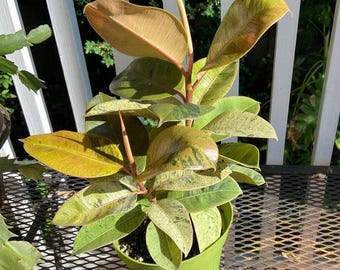 The 6 inch Pot - Ficus Moonshine Shivereana Live Big Plant - Get similar to the picture