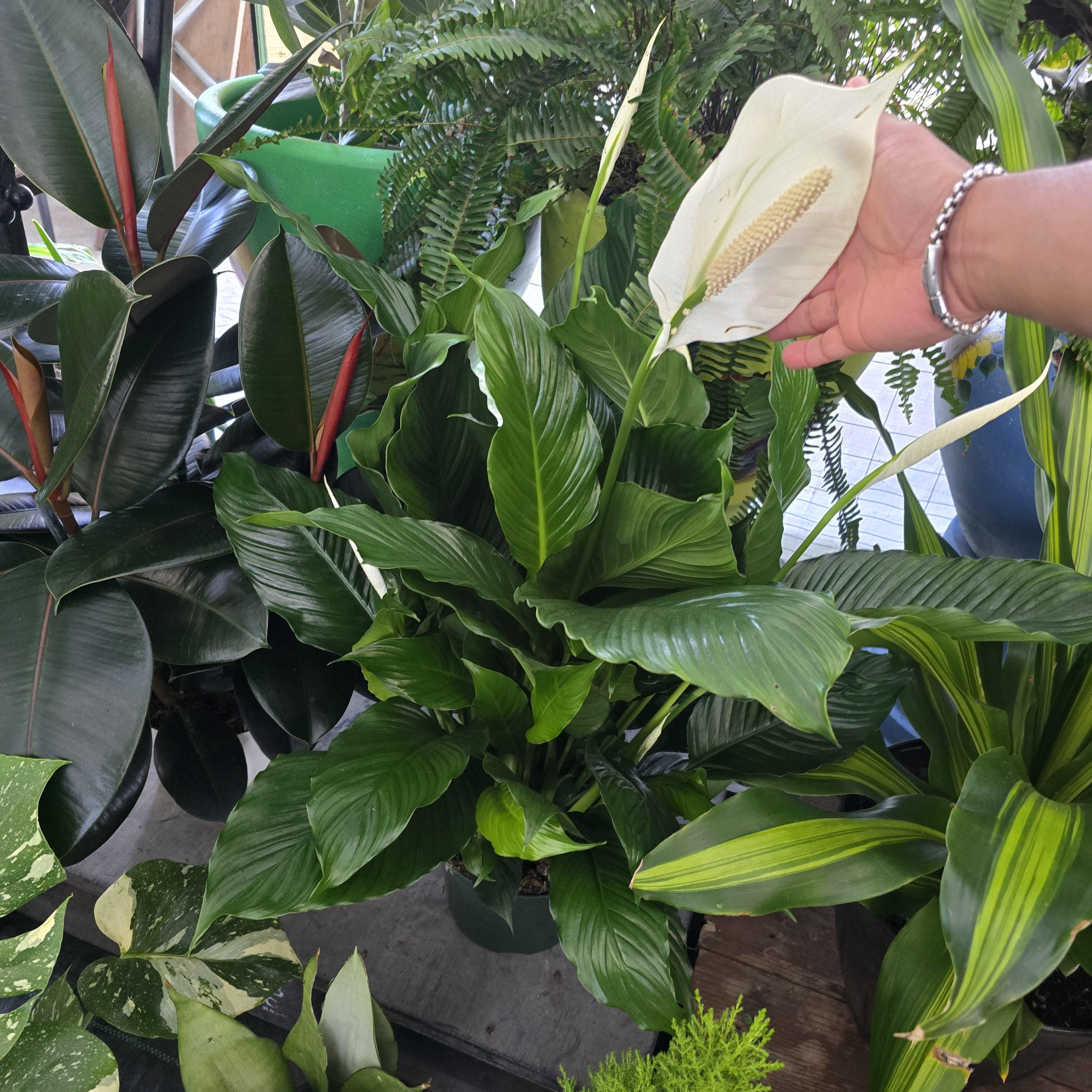 Giant Peace Lily - Etsy