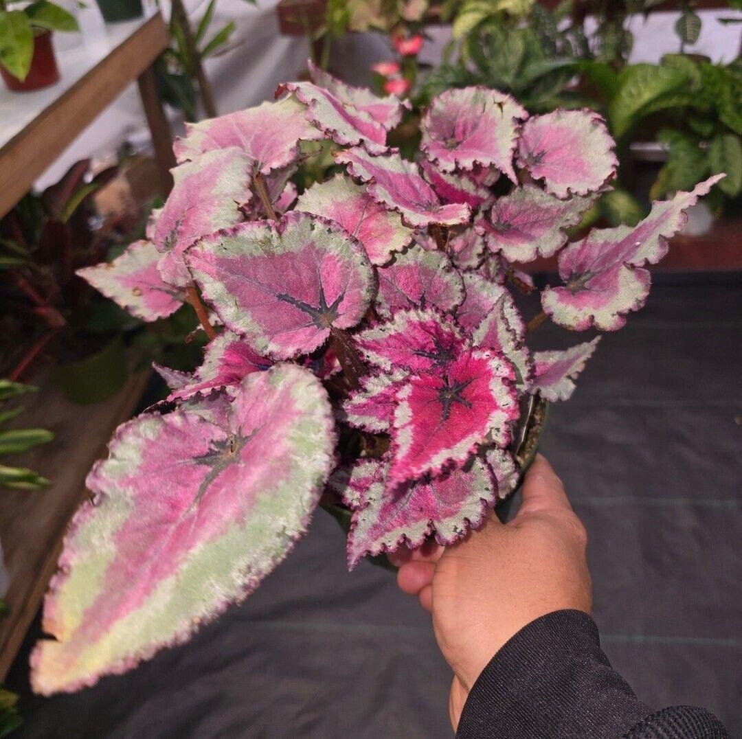 The 6 Inch Pot Raspberry Beret, Begonia Rex, Painted-leaf Winter ...