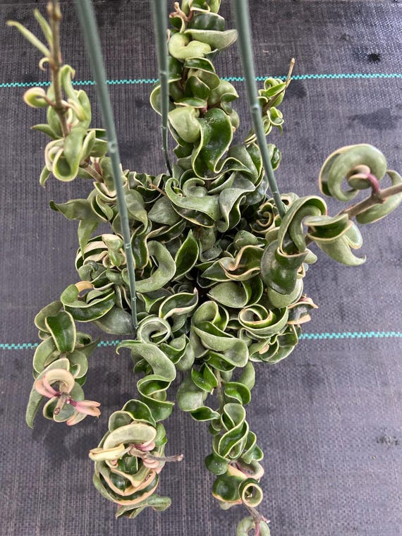The 6 inch pot - Variegated Hoya Compacta aka Hoya Hindu Rope in Hanging Pot Live Hoya Plant Air-Purifying Plant Hoya Compacta - Get similar