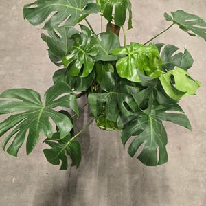 The 5 Gal Pot- Monstera Green Big Plant 3.5Ft Tall Multiple Stemps-Air Purifier Easy Care Indoor And Outdoor - Get Similar To The Picture