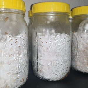 Puede incluir: Tres frascos de vidrio transparente de la marca Ball con tapas de plástico amarillo brillante. Cada frasco está lleno de un crecimiento micelial blanco y fibroso mezclado con granos marrones, con condensación visible en las paredes internas.
