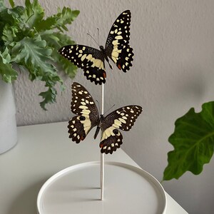 Real butterfly in a glass bell - Papilio demoleus -