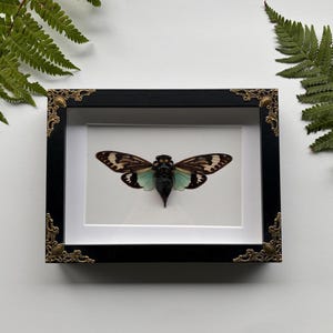 Könnte beinhalten: Ein gerahmtes Insektenpräparat mit einem schwarzen Rahmen und verzierten goldenen Eckdetails. Das Insekt hat braune und schwarze Flügel mit einem türkisfarbenen Farbton und ist auf einem weißen Hintergrund zentriert. Farne sind im Hintergrund.