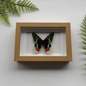Könnte beinhalten: Ein gerahmtes Schmetterlingspräparat. Der Schmetterling hat schwarze Flügel mit grünen Streifen und roten, gelben und orangen Akzenten. Der Rahmen besteht aus hellbraunem Holz und hat ein weißes Passepartout.