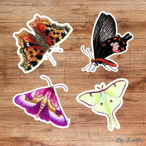 Pacchetto adesivi falena e farfalla
