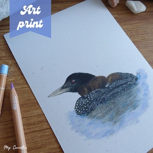 Common loon and chicks art print