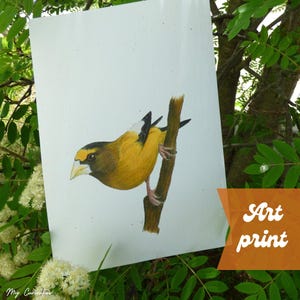 Evening grosbeak Art Print