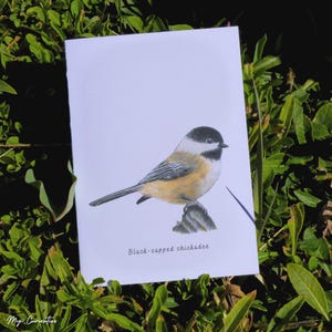 Black-capped chickadee notecard