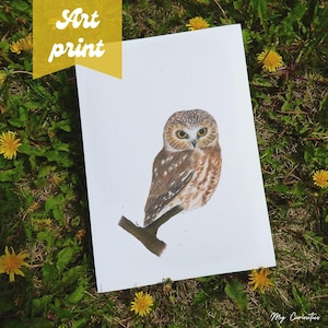 Northern saw-whet owl Art Print
