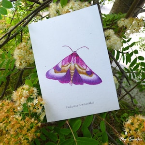 Philareta treitschkii moth notecard