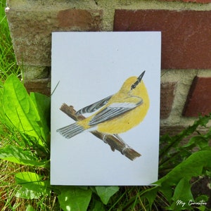 Blue-winged warbler notecard