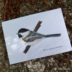 Black-capped chickadee notecard