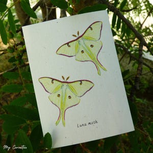 Carte de correspondance papillon de nuit luna