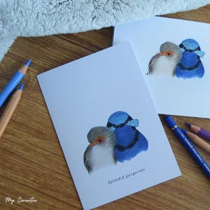 Splendid fairywrens notecard