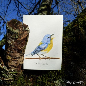 Carte pour correspondance Parula boréale