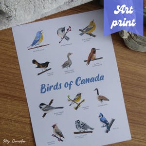 Impression d'art Oiseaux du Canada