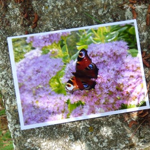 Notitiekaart Peacock Butterly