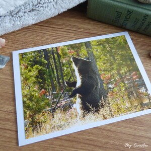 Grizzly bear notecard