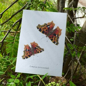 Carte pour correspondance Compton papillon écaille de tortue